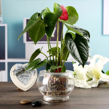  A03510001 D ball shape fish tank	